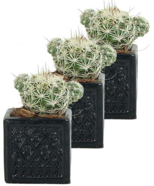 Mini Çiçek Saksı Küçük Sukulent Siyah Kaktüs Saksısı 3lü Set Mini Kare Model